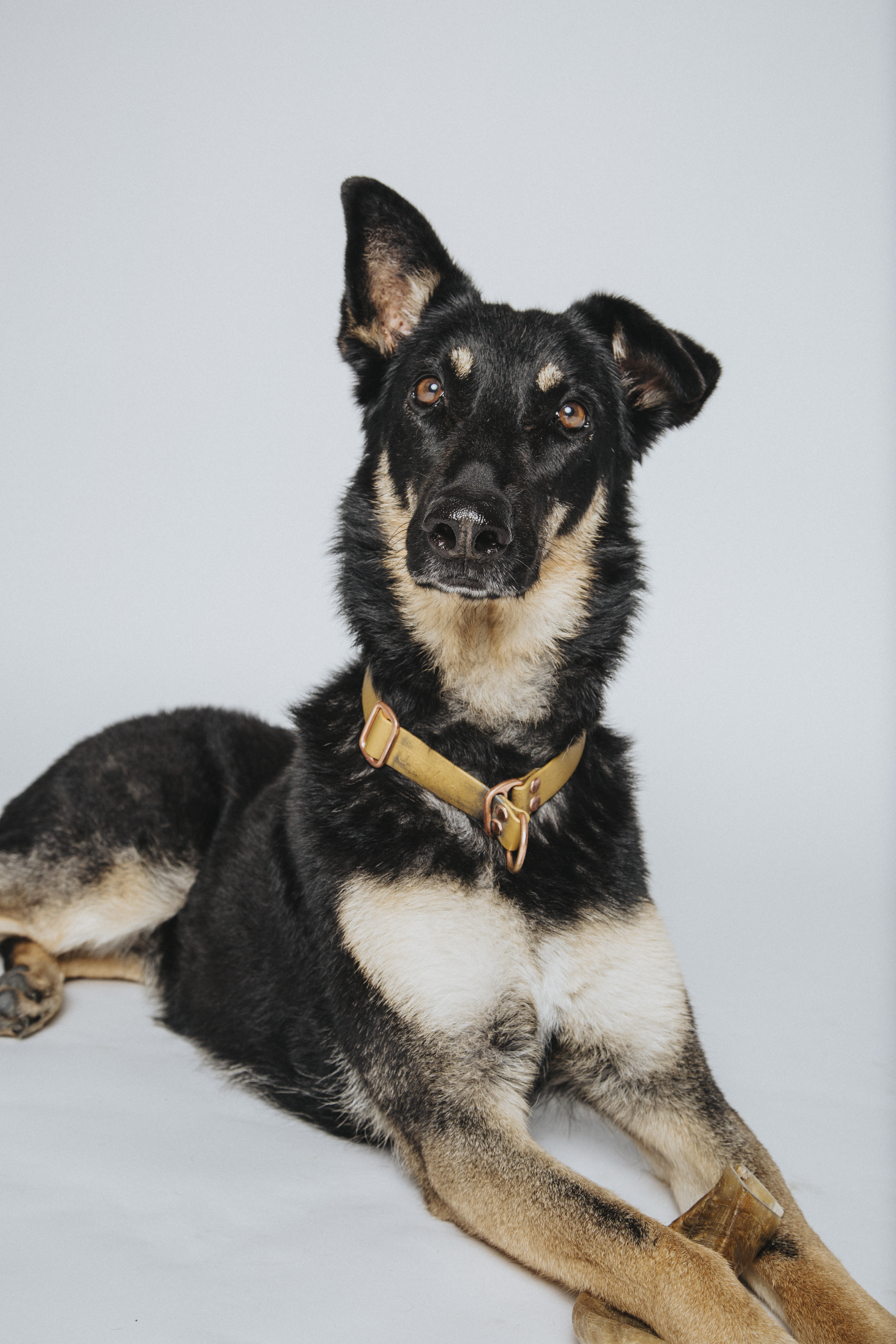 photographe animaux paris 1