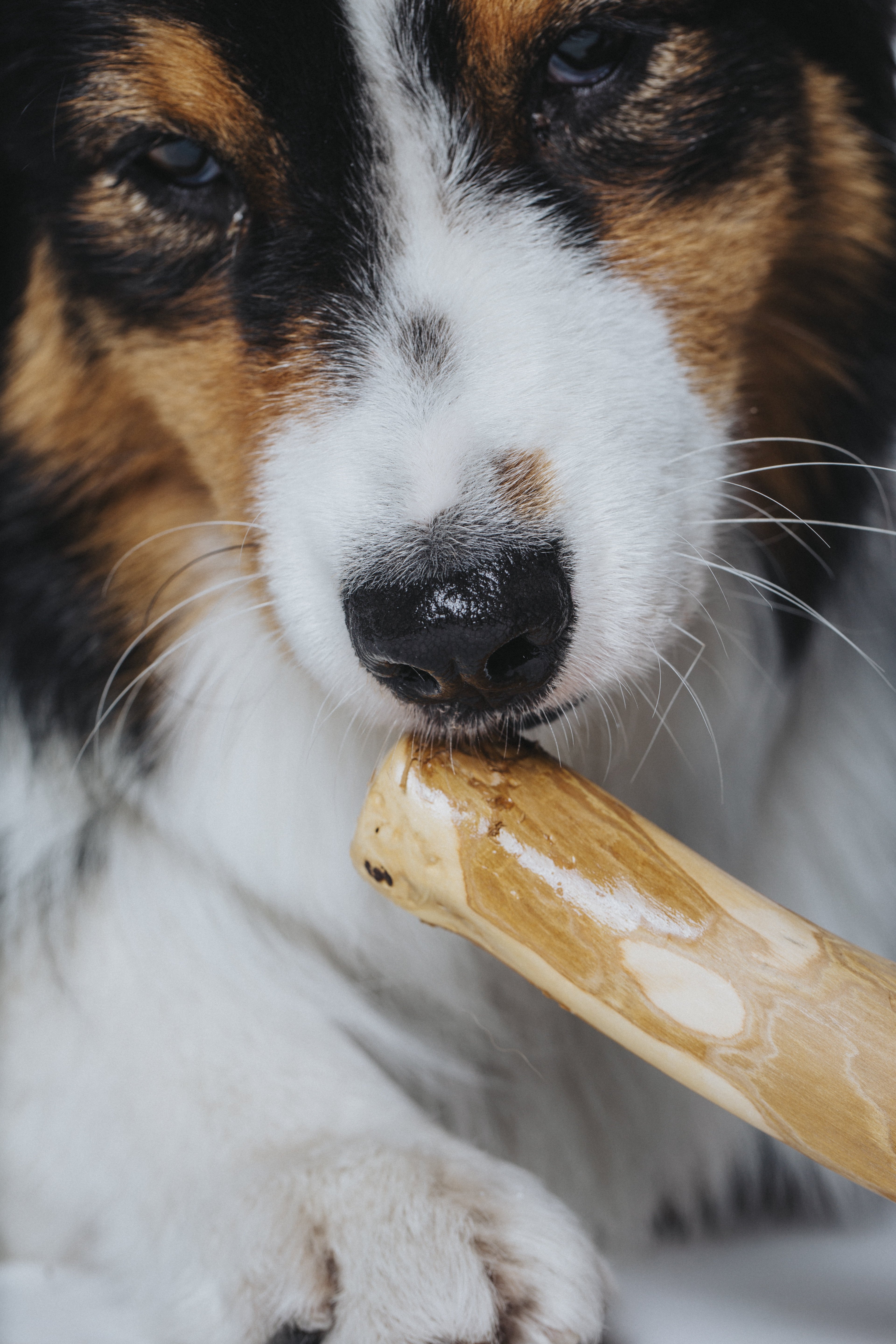 photographe animaux paris 2