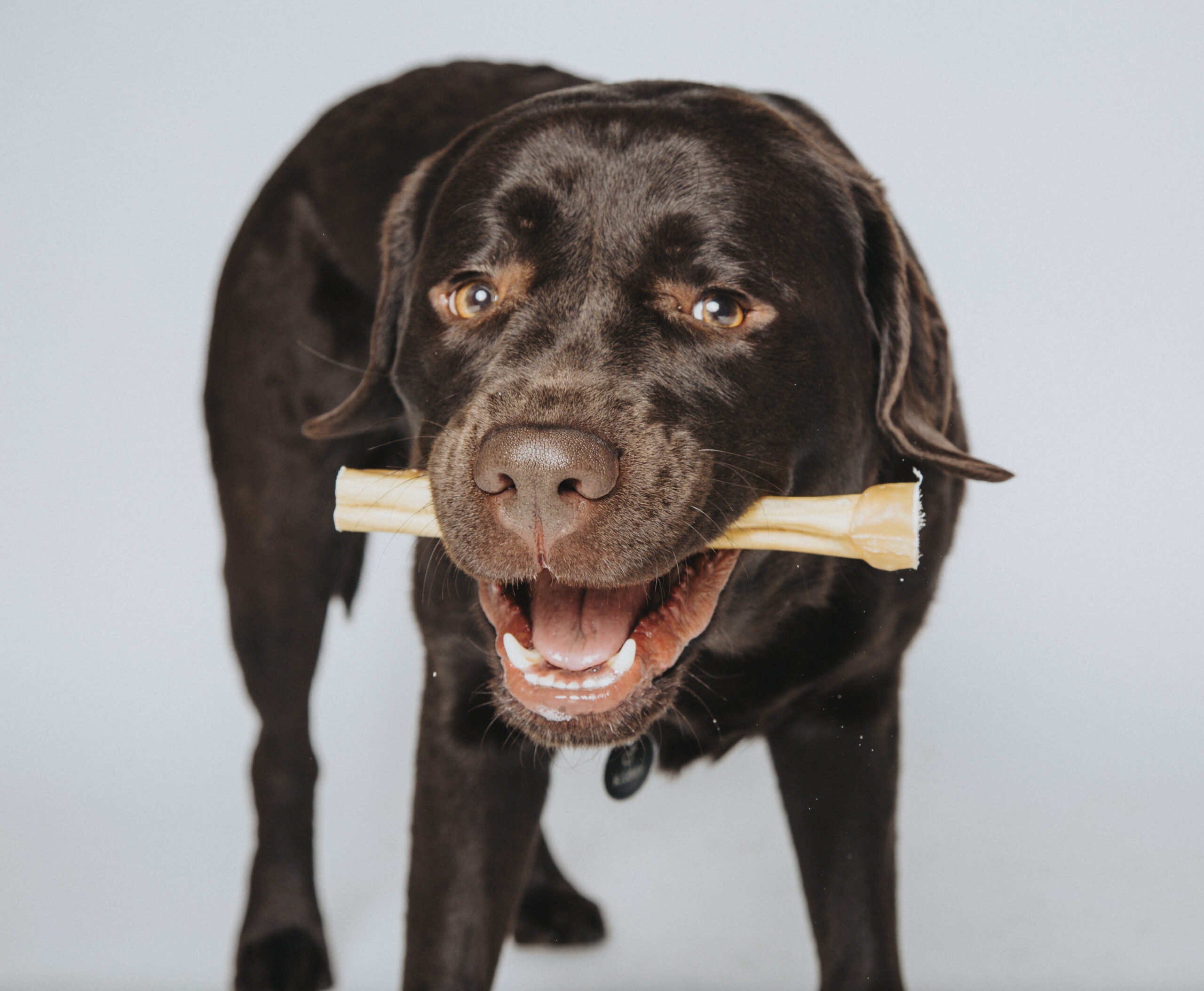 photographe animaux paris 4