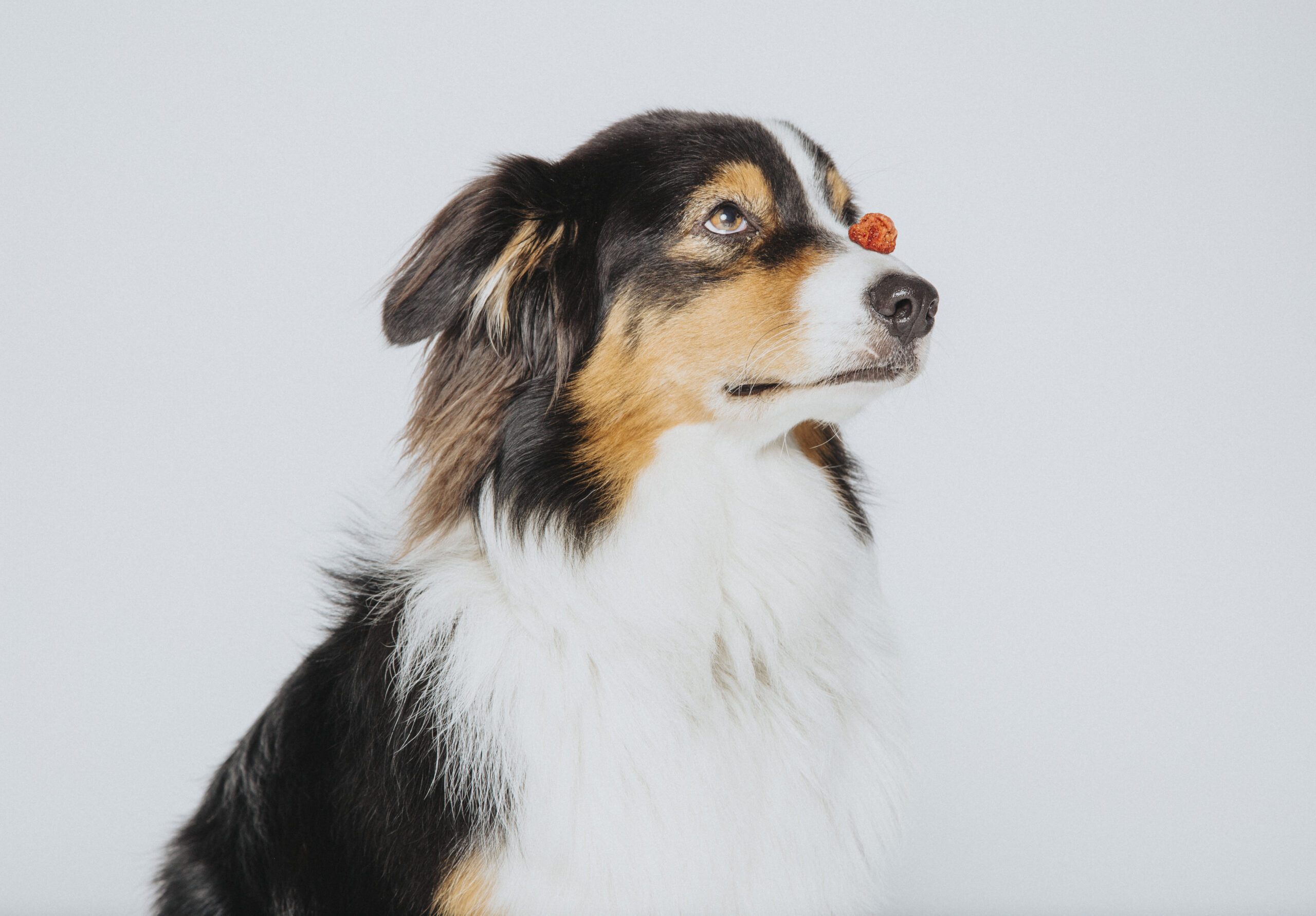 photographe animaux paris 47