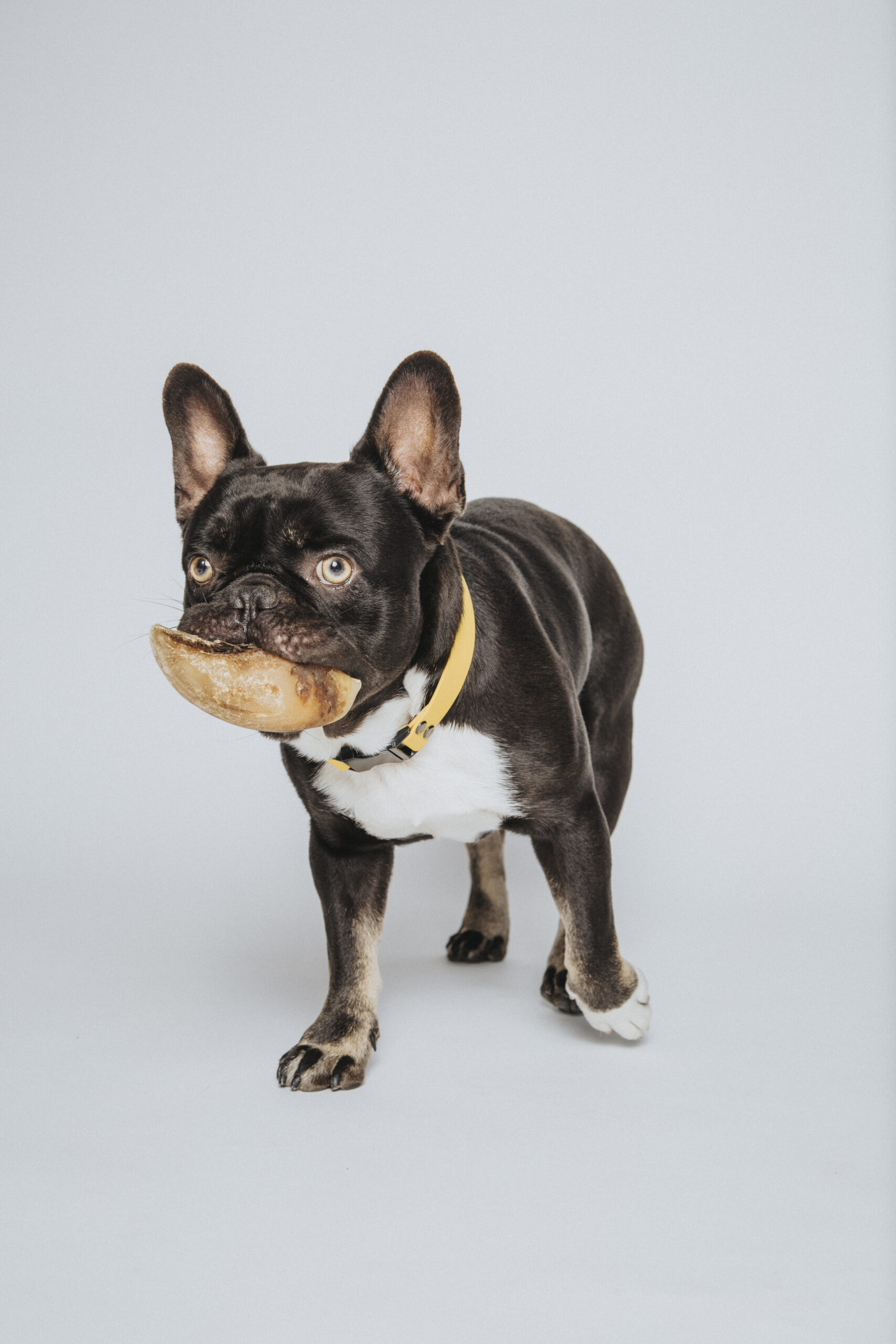 photographe animaux paris 8