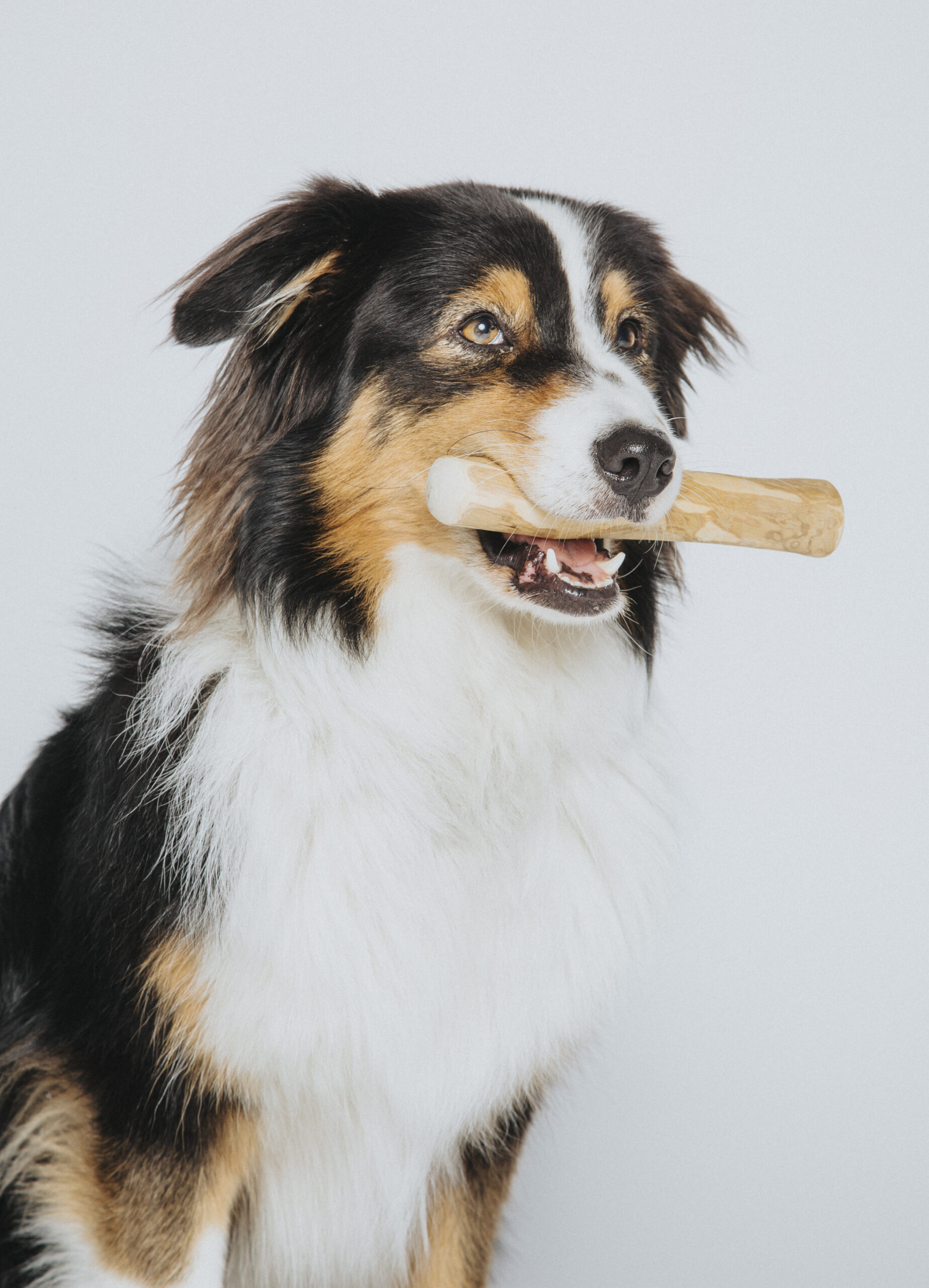 photographe animaux paris 9