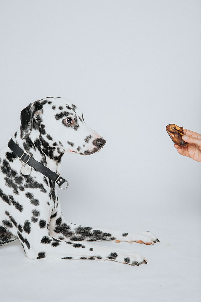 photo-animal-shooting-photo--4