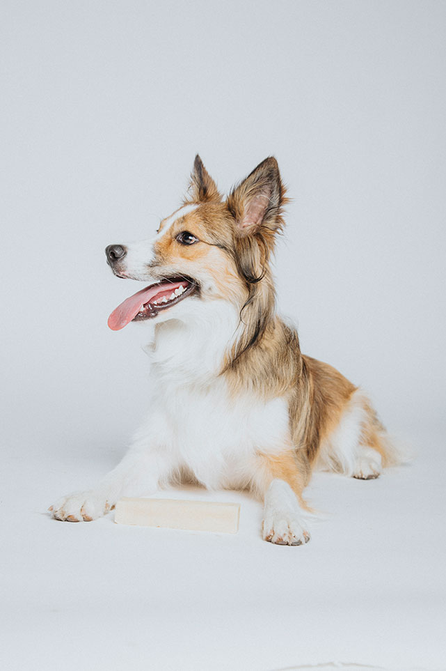 photo-animal-shooting-photo-decamps